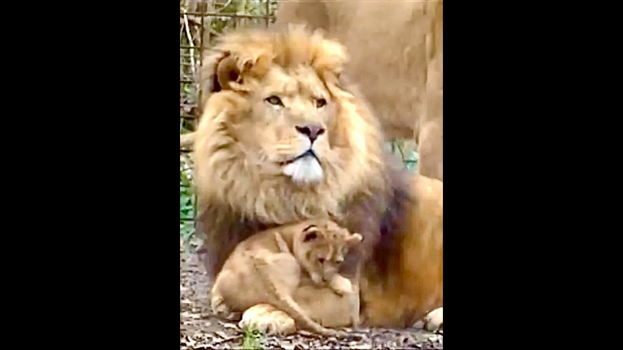 Cute Baby lion with Father #Lion #Shorts