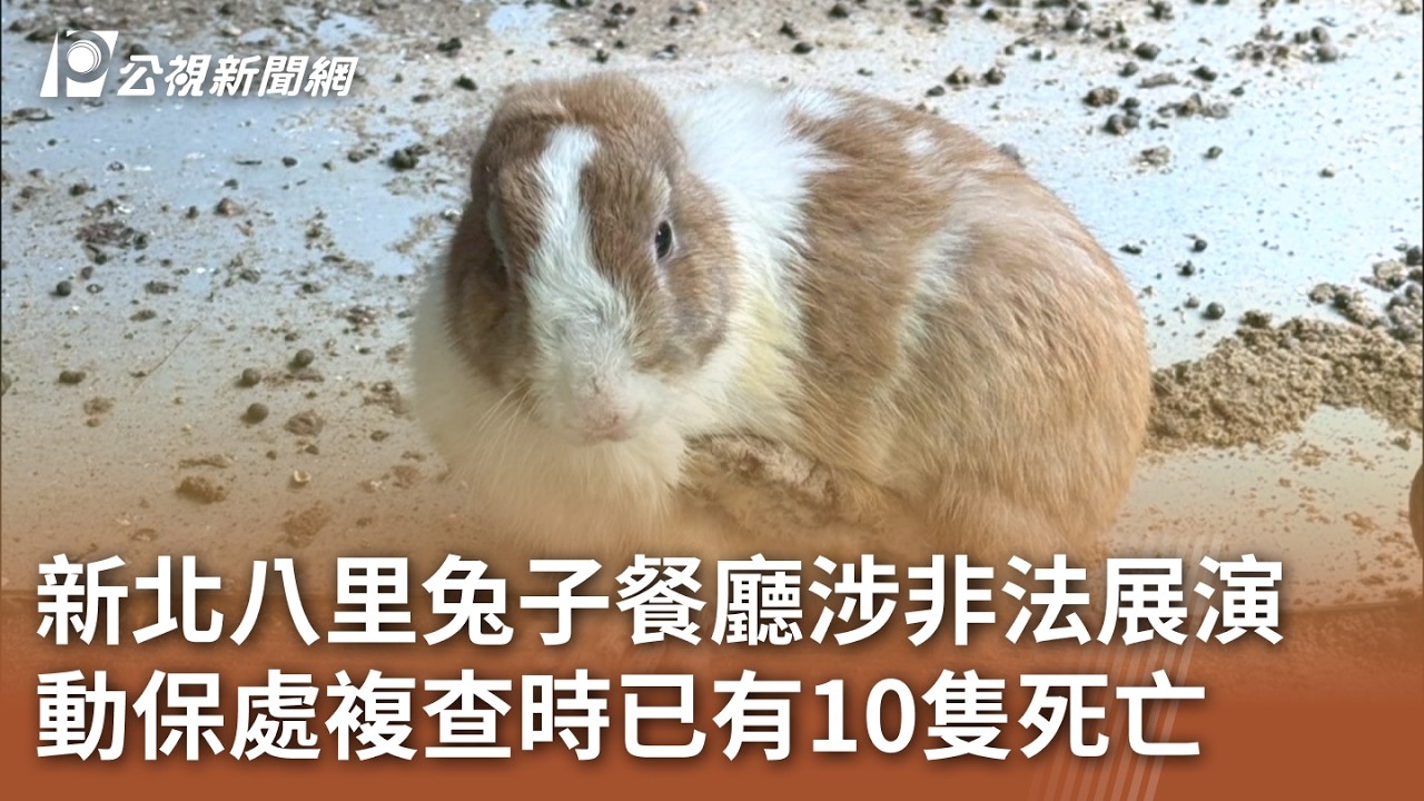 新北八里兔子餐廳涉非法展演 動保處複查時已有10隻死亡｜20260310 公視午間新聞