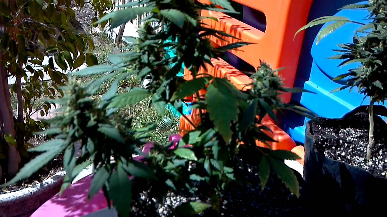 OUTDOOR CHEESE & CHRONIC