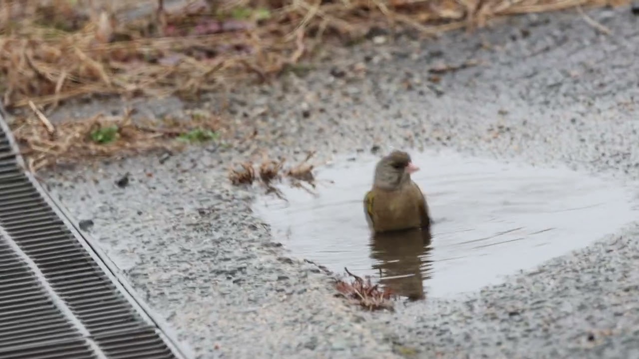 カワラヒワの水浴び