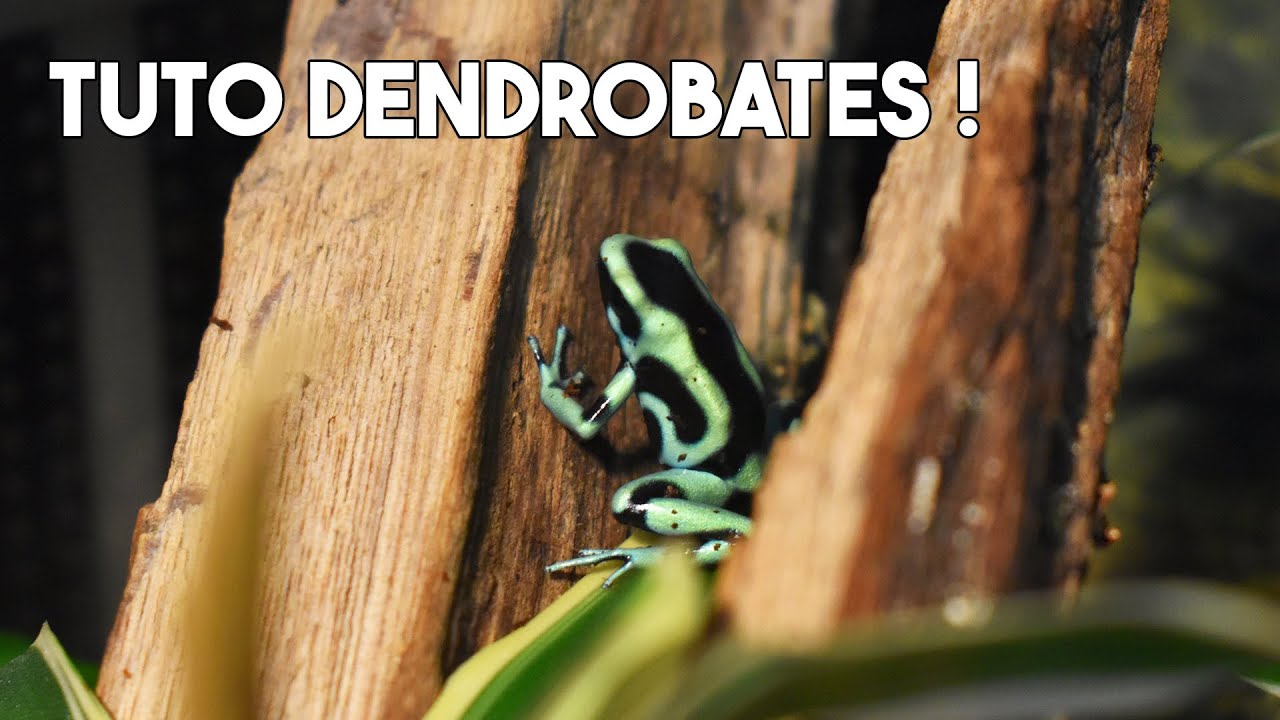 TUTO DENDROBATES ! - Élever des grenouilles vénéneuses chez toi ?!