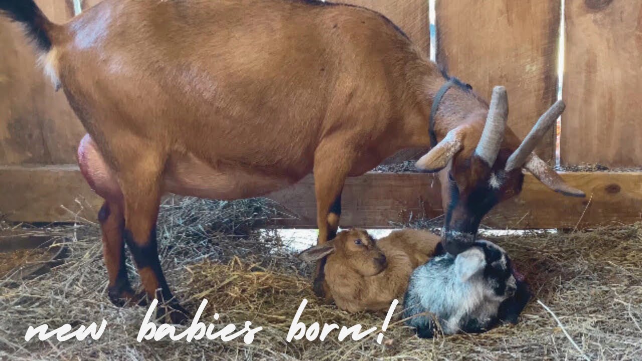 ADORABLE New Baby Goats Born On The Farm! - Jellybean is A Mama