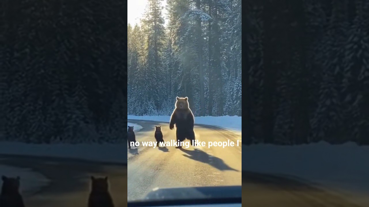 These Bears Look Like Thieves Sneaking Out of Town! 🐻🕵️‍♂️ 