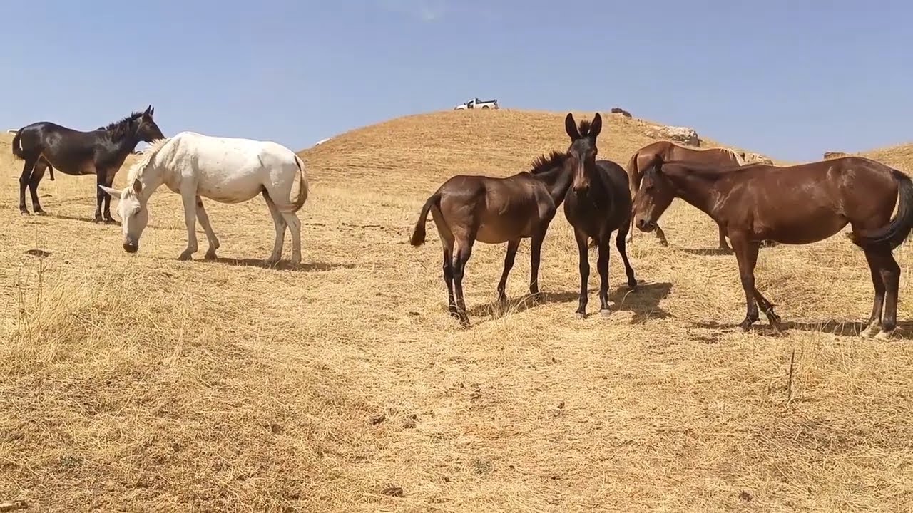 NATIONAL GEOGRAPHIC De Azrou Nthor , Ain El Hammam , Tizi Ouzou