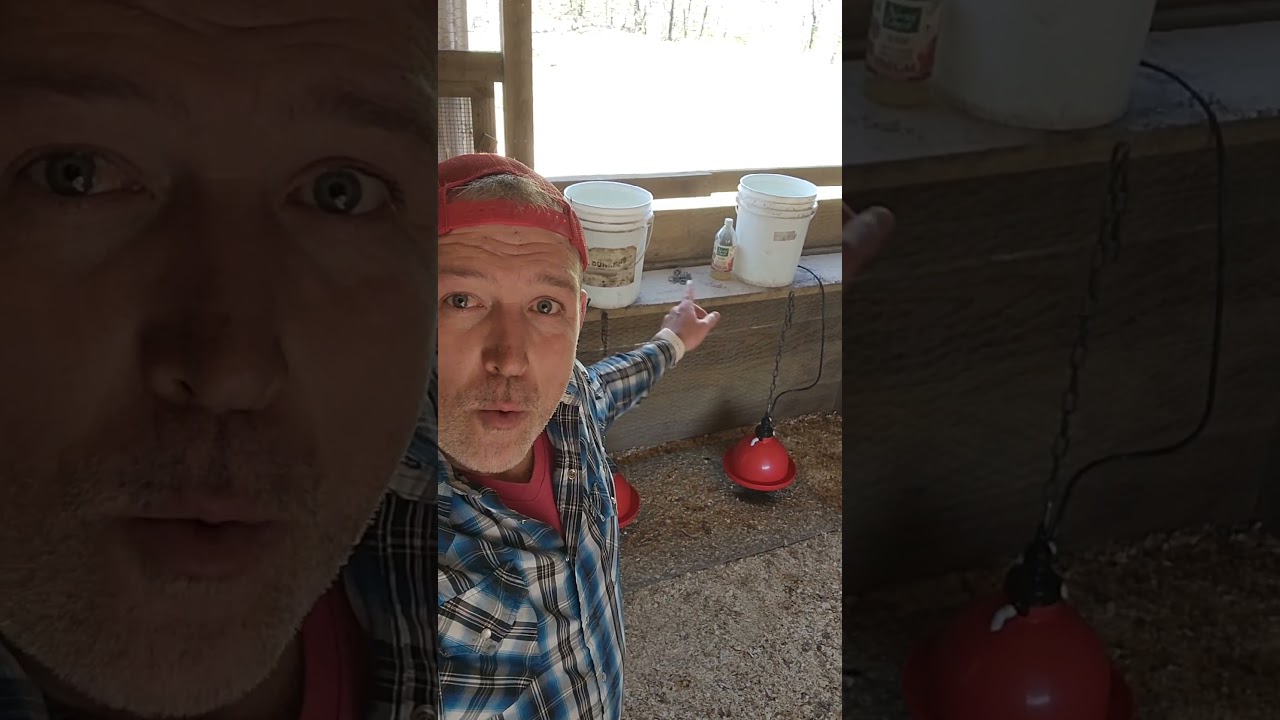 importance of fresh water for #livestock #chickens #applecidervinegar #farmtips #farming #plasson