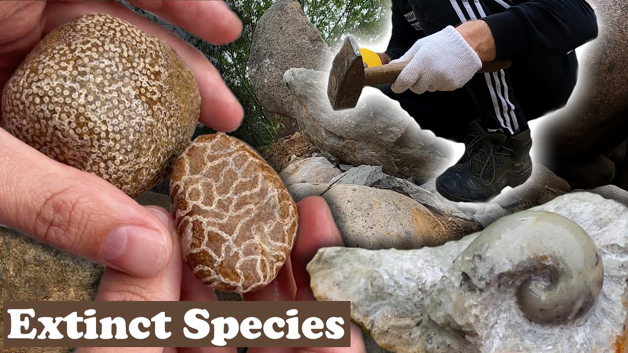 450milion years old  Fossils From Glacial Erratics