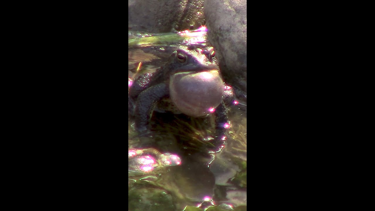 Frog Song!