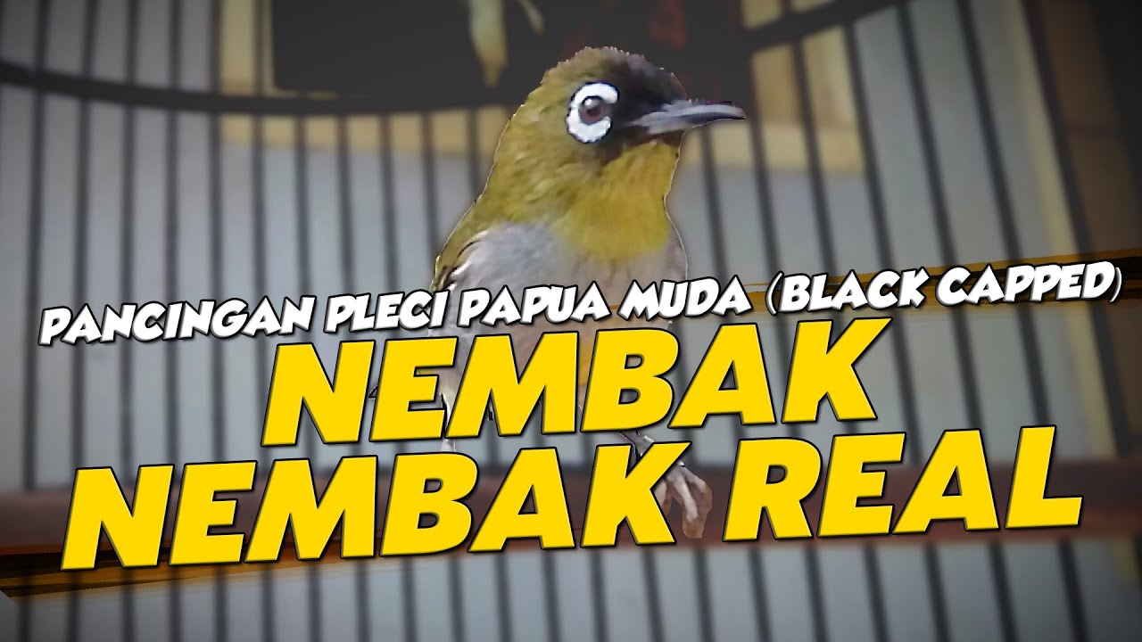 TERAPI PLECI PAPUA NEMBAK NEMBAK REAL