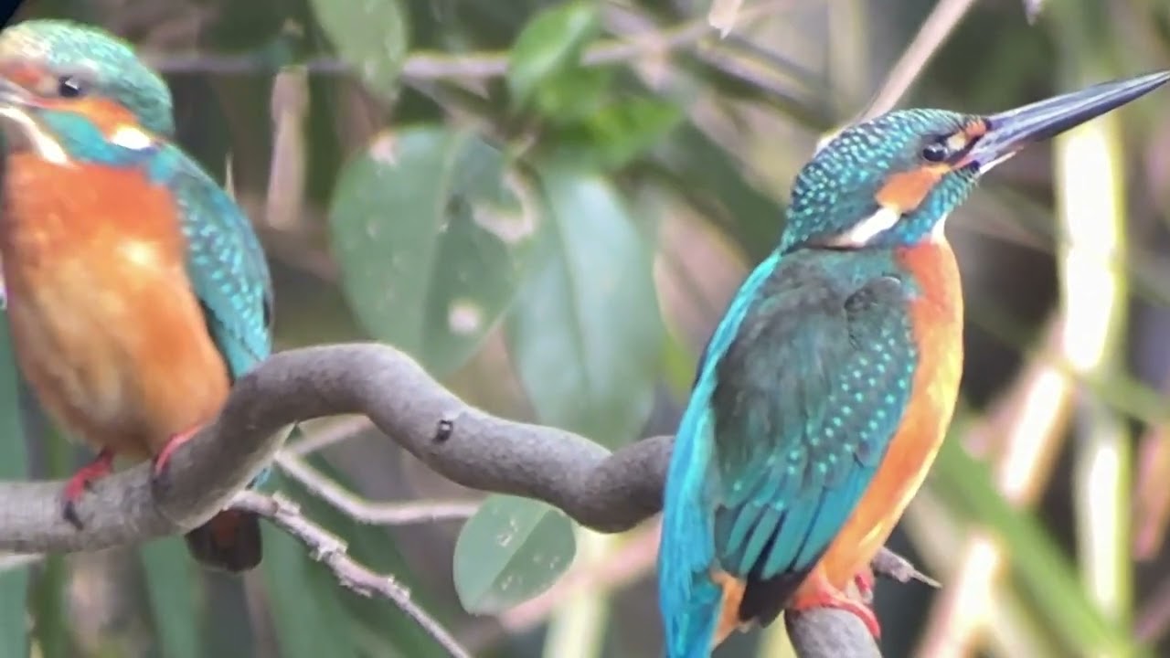 善福寺公園　カワセミ