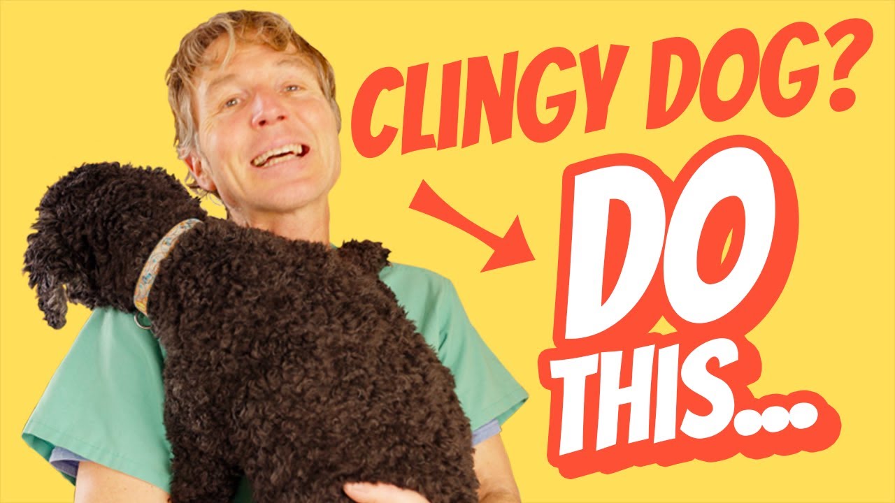 I have a Clingy | Here&rsquo;s How to Help Your Anxious Dog Feel More Secure