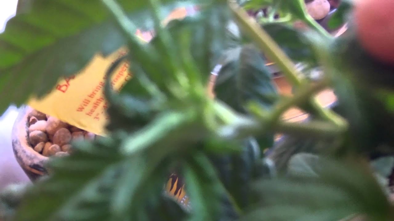 How to top your ganja plant