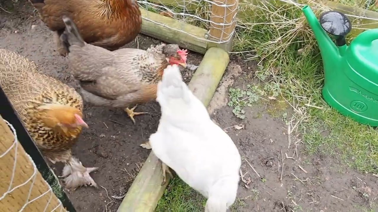 Ali's Vlog 1 - A Tour Around Our Garden and Home Allotment / Gardening Allotment UK