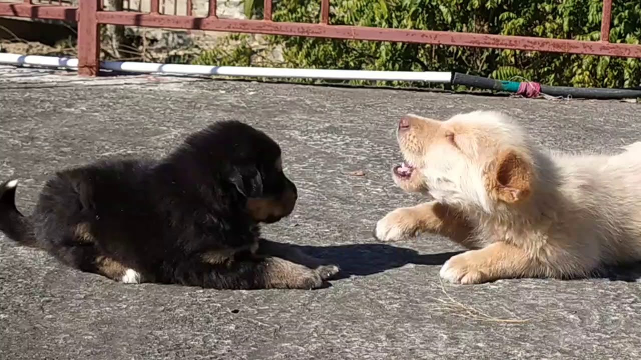 Bhotia dog vs German shepherd gaddi dogs