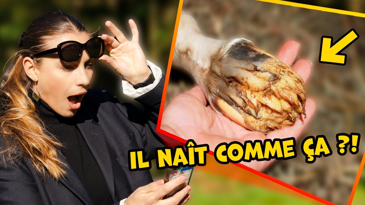 6 infos que vous ne connaissez pas sur les chevaux !