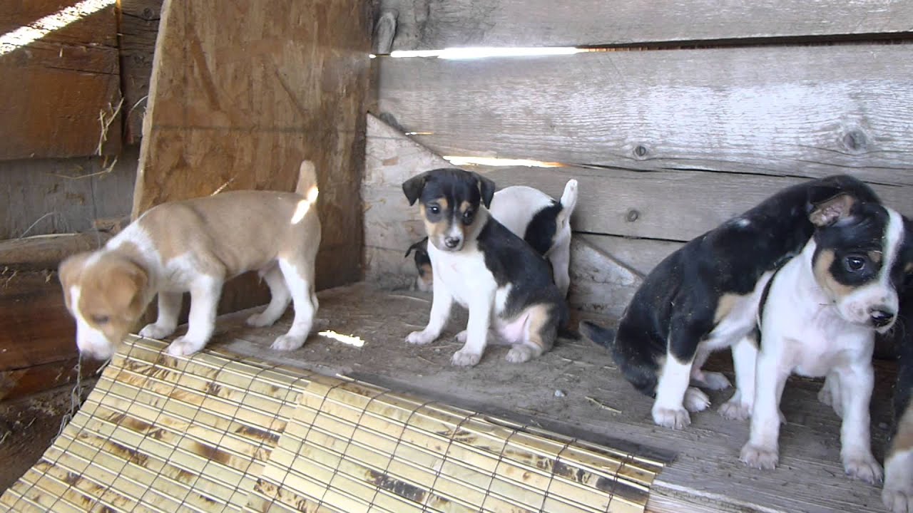 Rat Terrier puppies being challenged with sway bridge