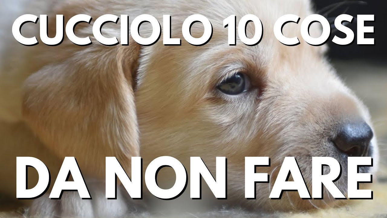 E' arrivato un cucciolo a casa? Le 10 cose da non fare.