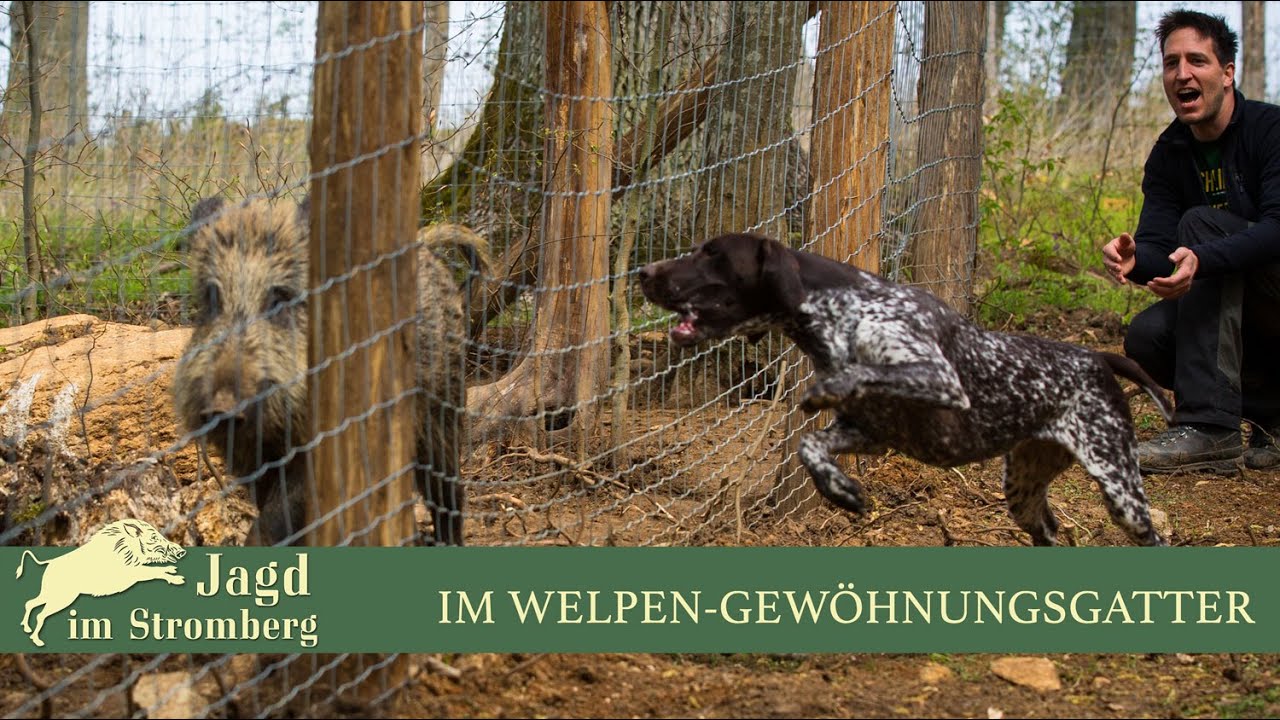 Im Welpen-Gew&ouml;hnungsgatter