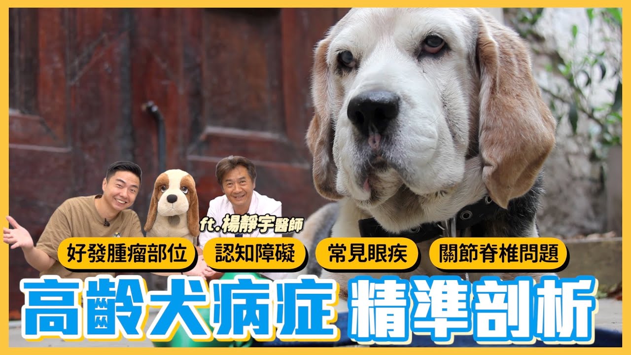 高齡犬病症剖析，讓你與毛孩長長久久｜熊爸估狗