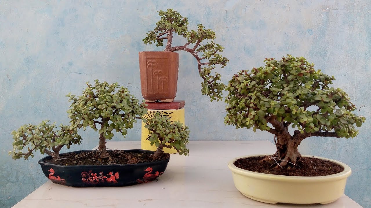 Different Jade bonsai Style from Jade Plant | Bonsai Training Guide for Beginners