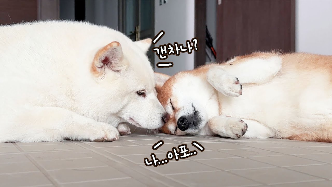 곰이가 아파서 큰일이네요 ㅠㅠ