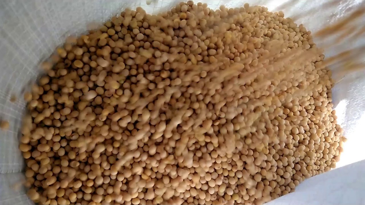 JAPS Jumbo Junior Cleaning Soya Seed
