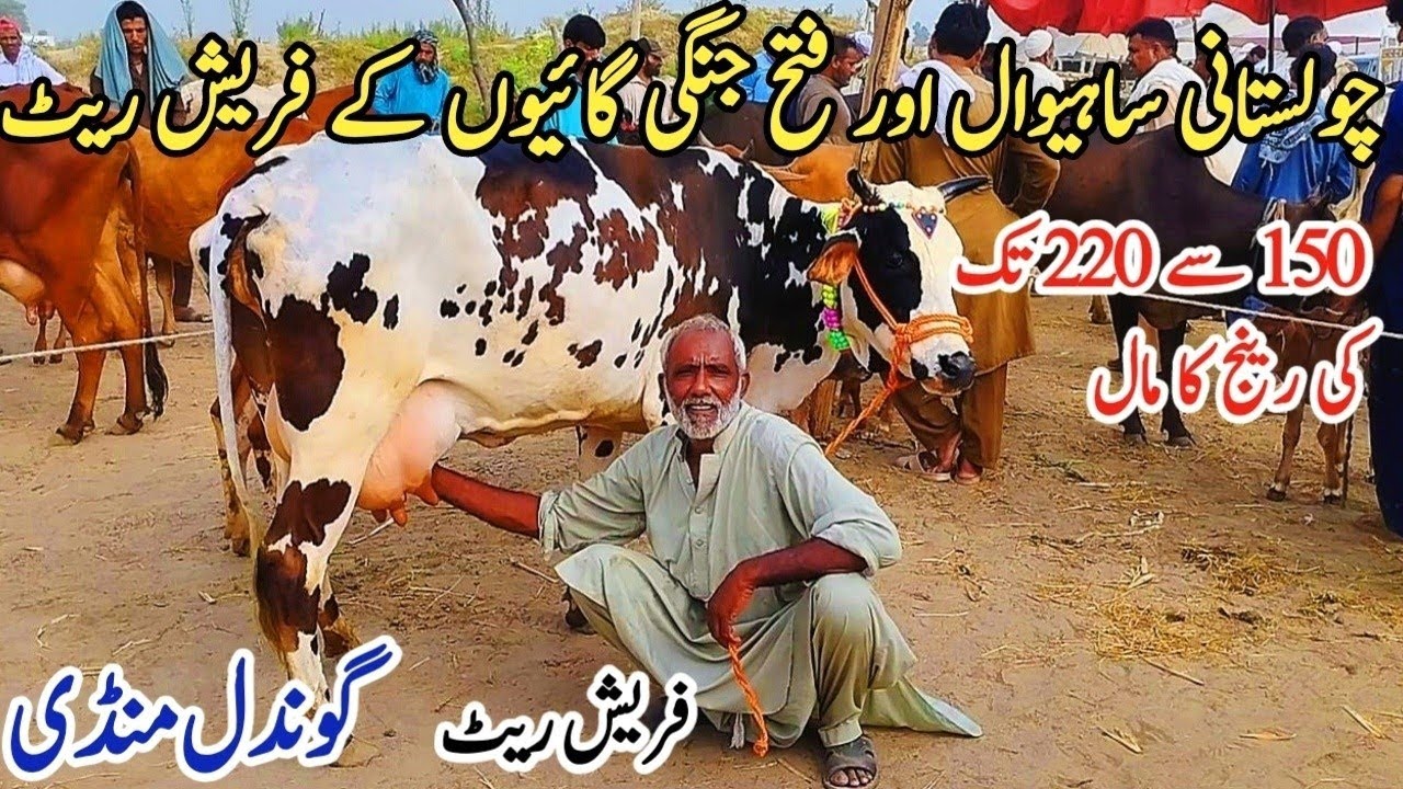 Gondal Mandi latest update!jersey cow price in Punjab!pure sahiwal cow for sale!Gondal Mandi!#cow