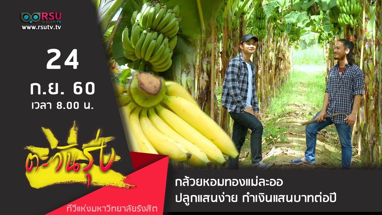 ตะวันรุ่ง : กล้วยหอมทองแม่ละออ ปลูกแสนง่าย กำเงินแสนบาทต่อปี