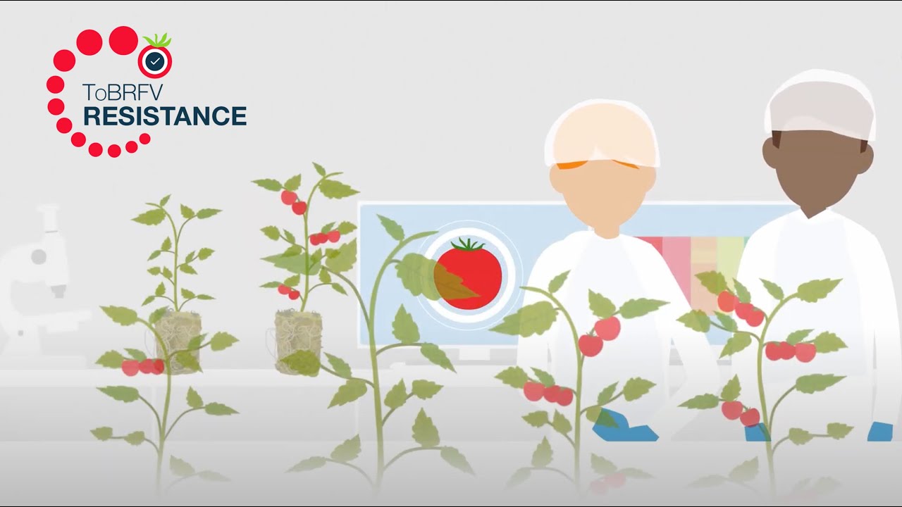 EN_Does rootstock choice affect ToBRFV resistance?