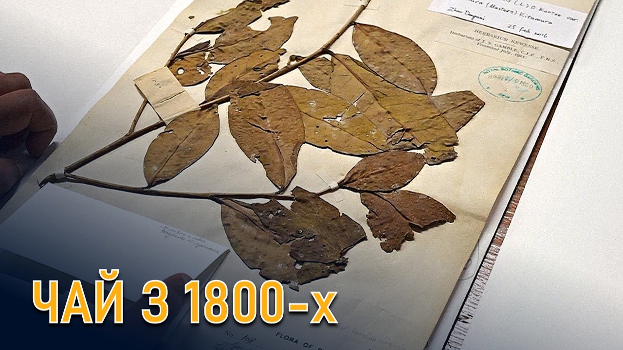 Таємниця 200-річного чаю: Як листя з XIX століття допоможе врятувати наш ранок?