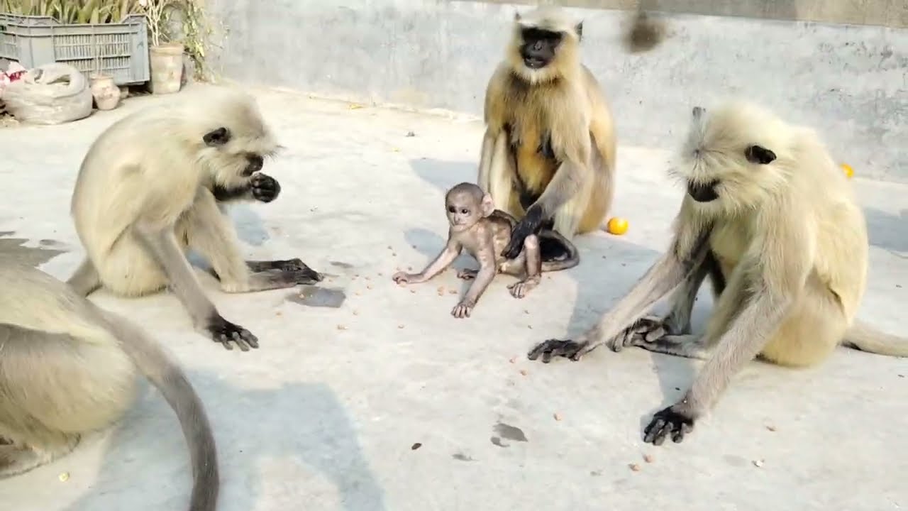 || Mere Liye Toh pyaar Ka Matlb Hii Tum Ho Hanuman Ji ||