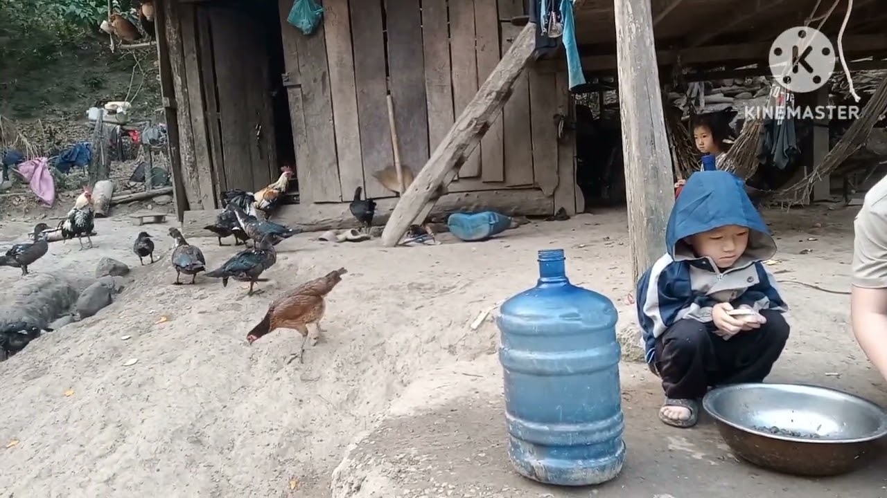 Mus siab kv niam li qaib os npua