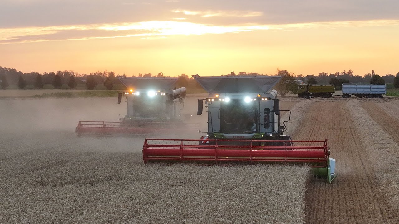 Bevetve az új Trionok! Búza aratás/Wheat Harvest 2025 : 2 X CLAAS TRION 660 - Török Andor//Szakmár