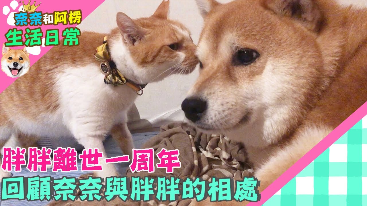 胖胖離世一周年 回顧奈奈與胖胖的相處【奈奈日常】