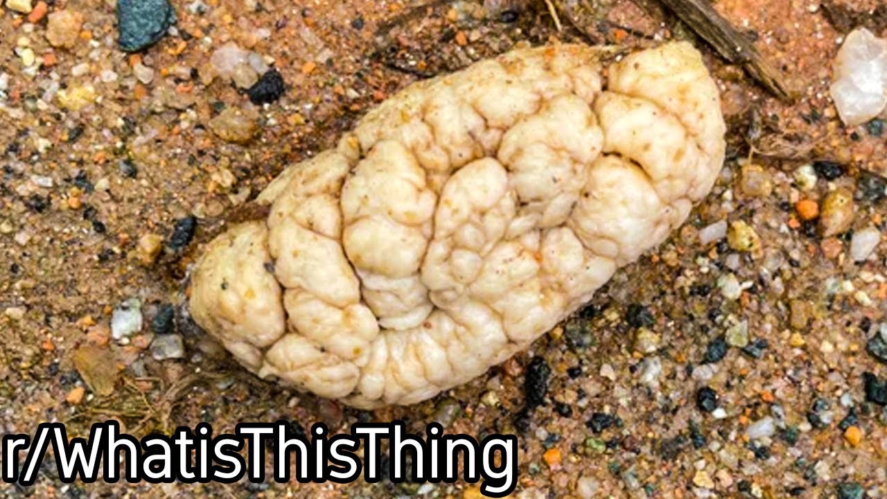 r/WhatisThisThing | A brain on the side of the road...