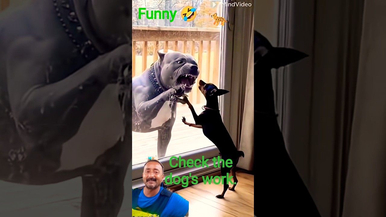 Check the dog's work.🐈