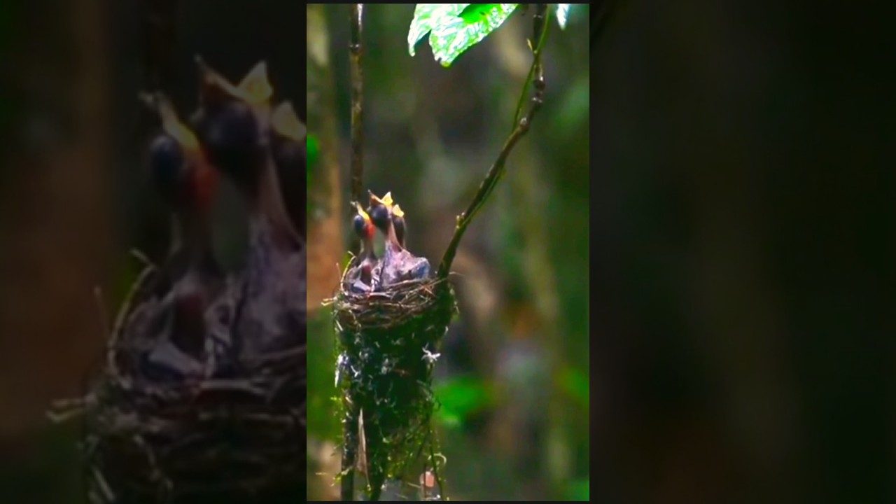 wildlife trending video mother is mother #trendingshorts #wildlifephotoghraphy #journeyoflife