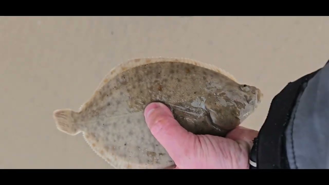 Redcar & Cleveland Sea Anglers Match.  #yuki #beachfishing  #matchfishing  #shimano  #seafishing