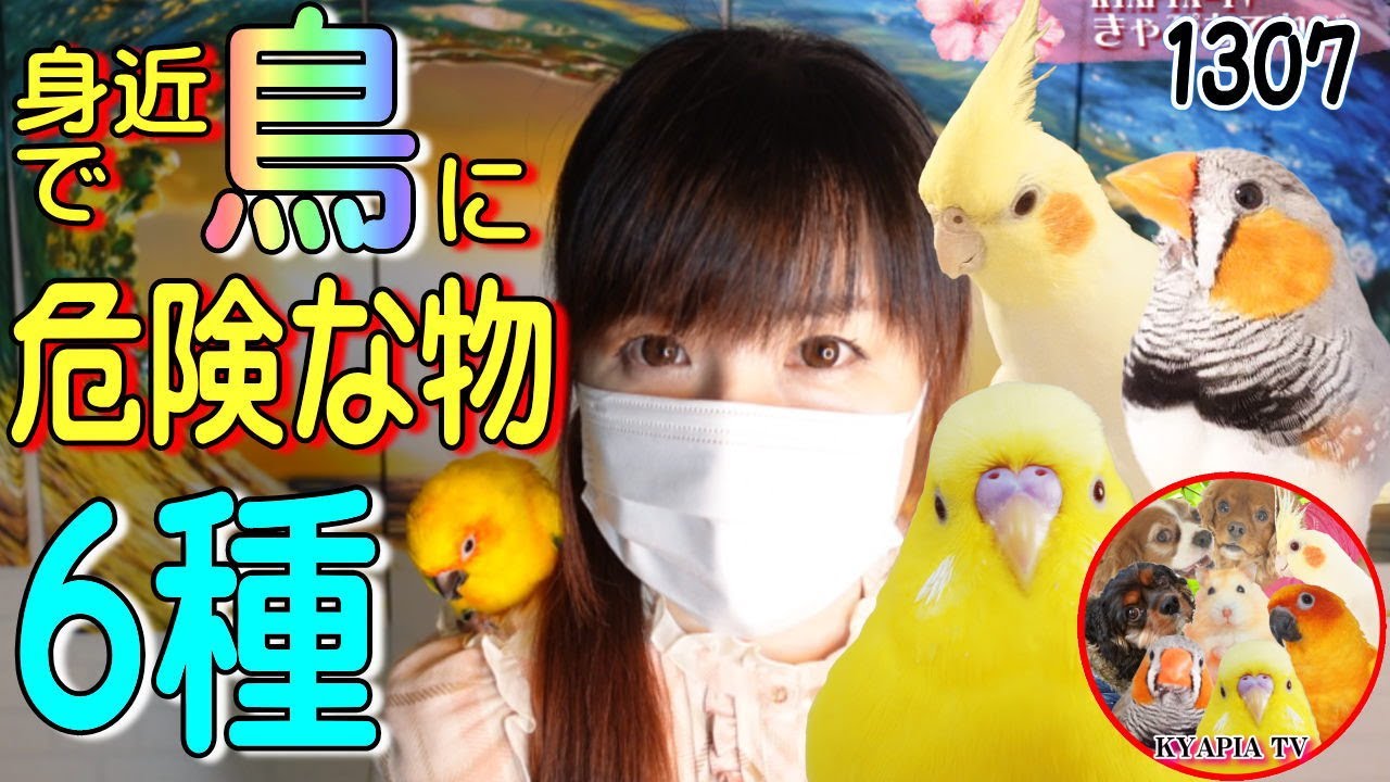 小鳥・インコに危険な物・6種｜突然死の理由と原因・食べ物・誤飲・有毒ガス　1307