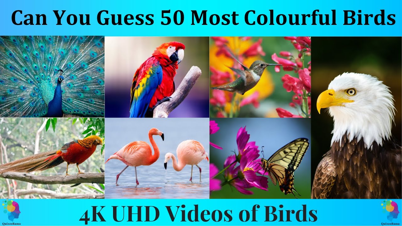 Guess the Bird 2025 | Birds Quiz 2025 | Bird Trivia | Birds Video Quiz