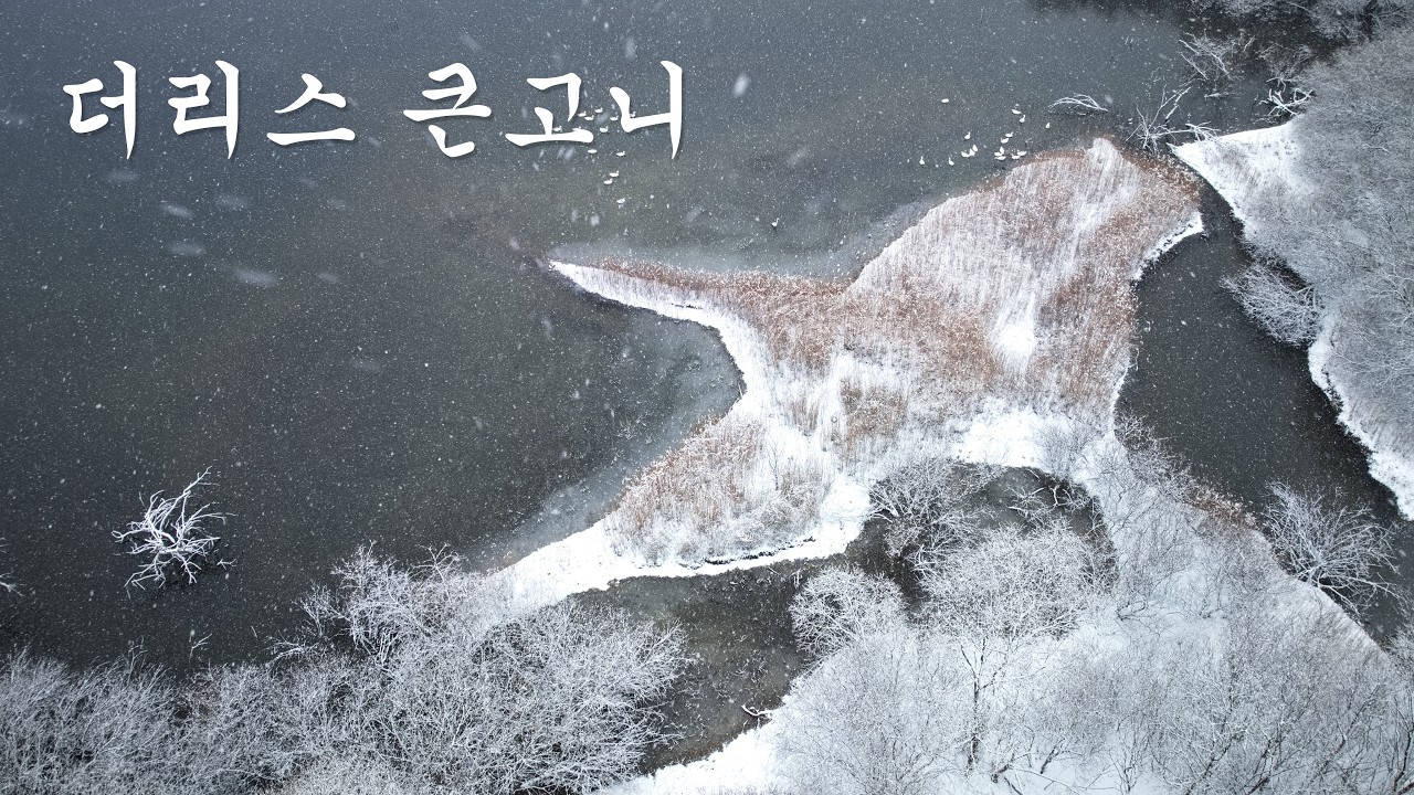 더리스 큰고니