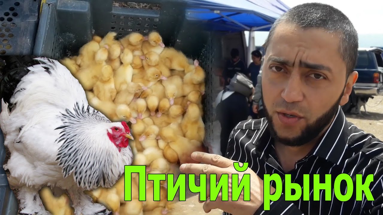 Узынагашский Скотный-Птичий рынок, июль 2019