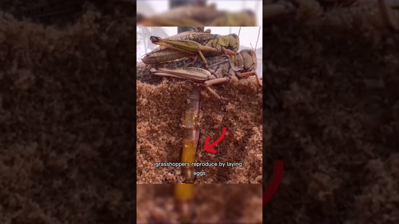 Grasshopper Reproduction Stages #short