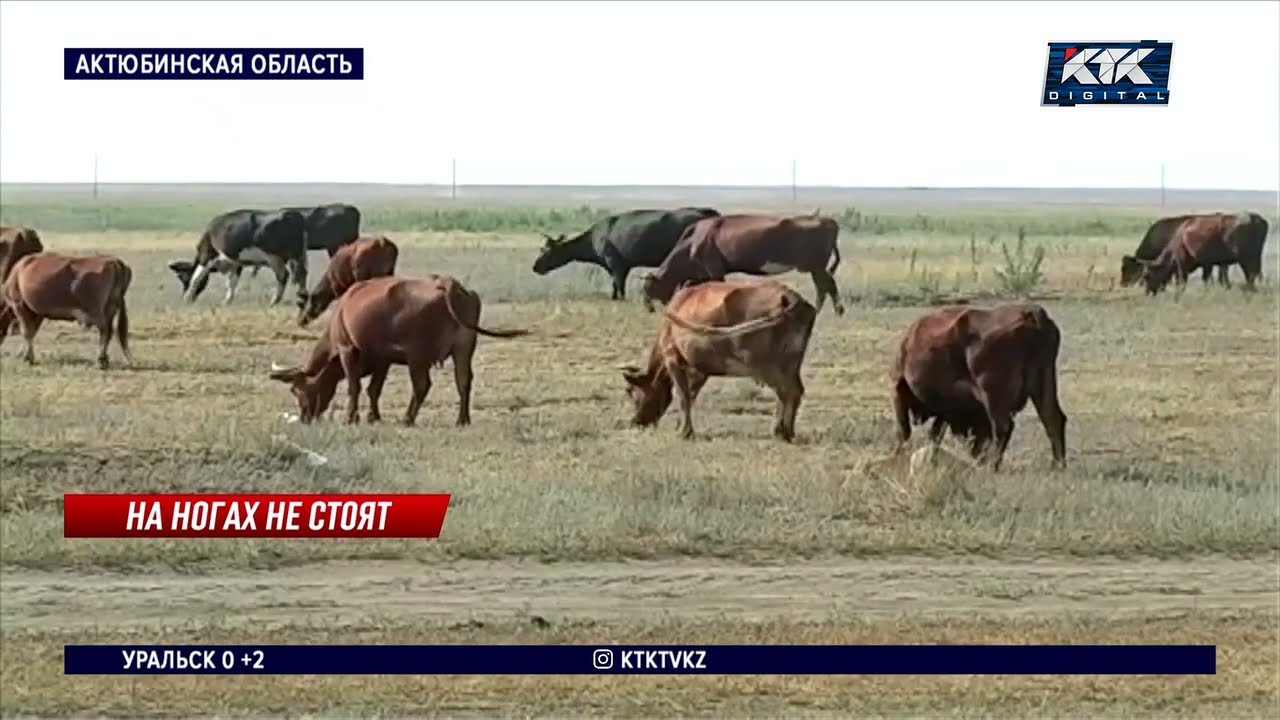 Из-за падежа коров в крестьянском хозяйстве ввели двухнедельный карантин