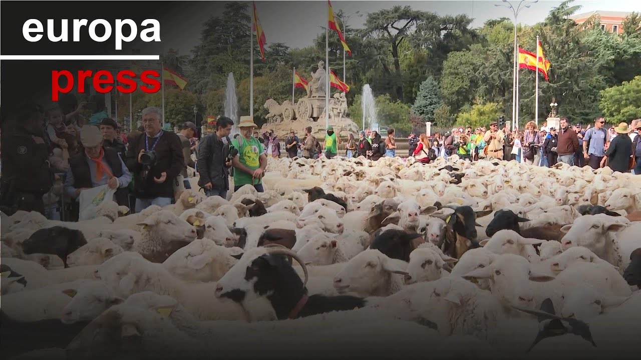 Rebaños de ovejas toman el corazón de Madrid con la Fiesta de Trashumancia