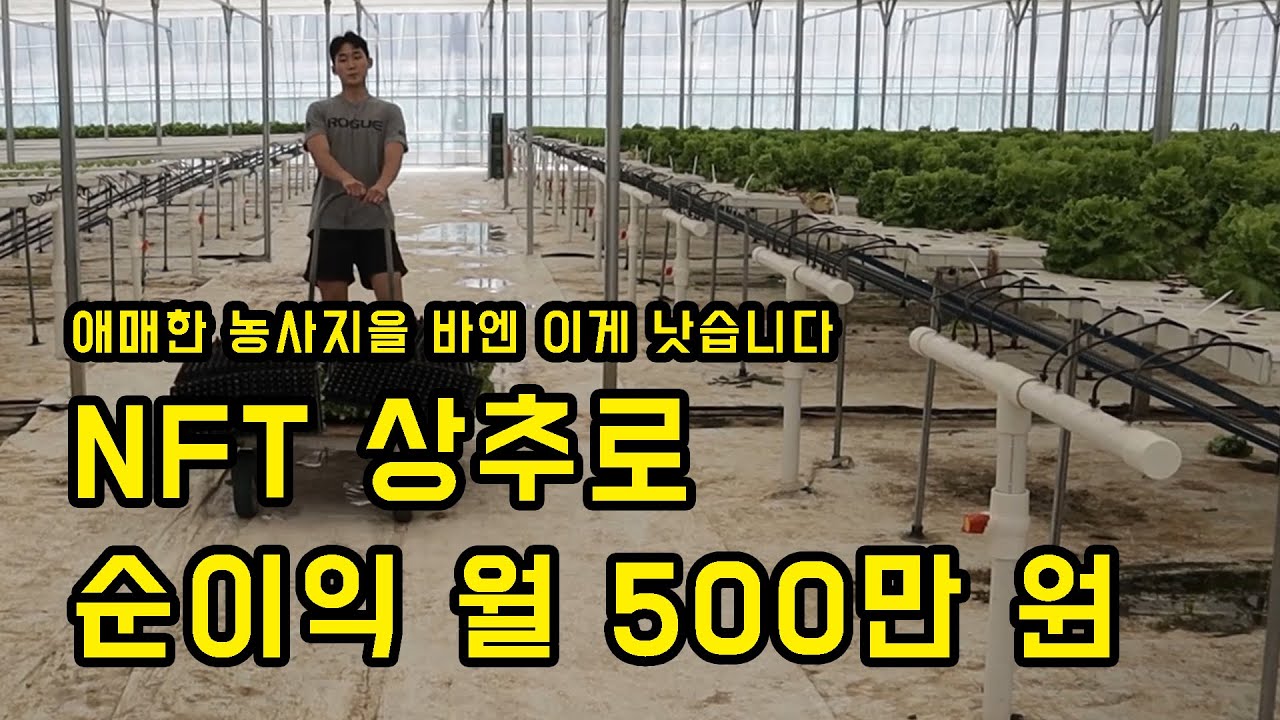 3개월에 상추 40000개 출하. 월 500만원 수익 (2편)