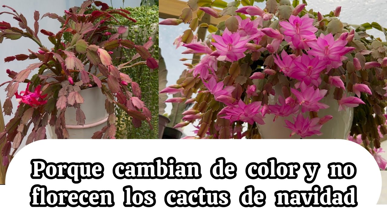 Porque cambian de color y no florecen los cactus de navidad