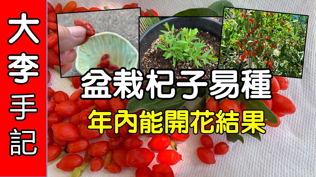 【園藝種植】 盆栽杞子易種, 年内開花结果.