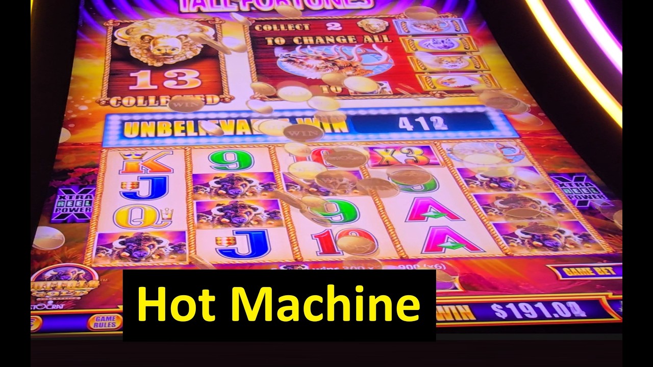 The Big Win on Hot Machines! Buffalo Gold Tall Fortunes Slot! Aristocrat Game
