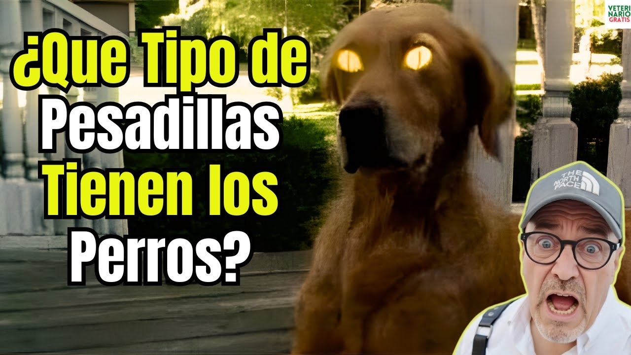😱🐾¿QUE TIPO DE PESADILLAS TIENEN LOS PERROS?😱🐾