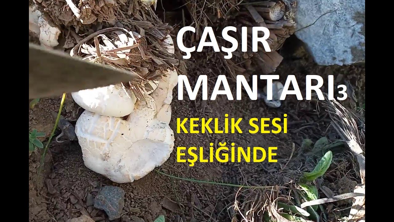 ÇAŞIR MANTARI 3 Kınalı Keklik Eşliğinde- Mantar avı#mantar #mushroom